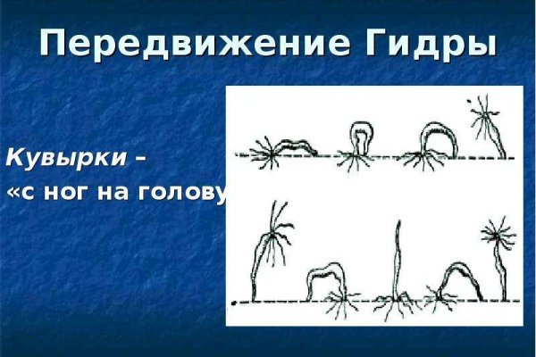 Kraken 19at
