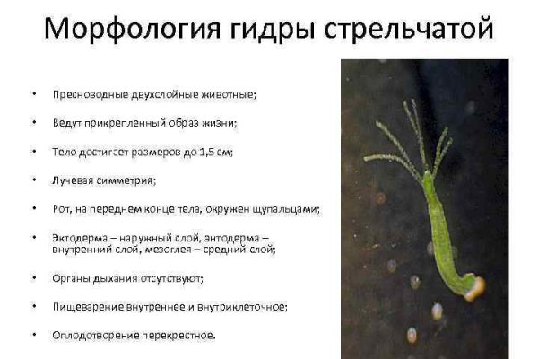 Кракен даркнет текст