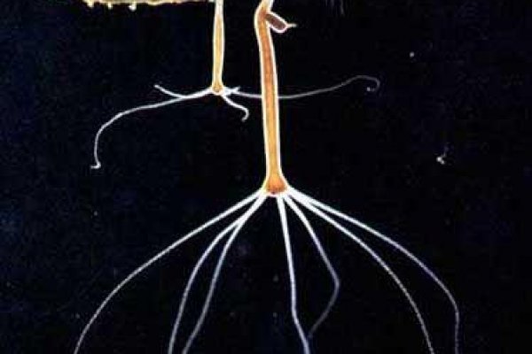 Где найти рабочую ссылку на кракен